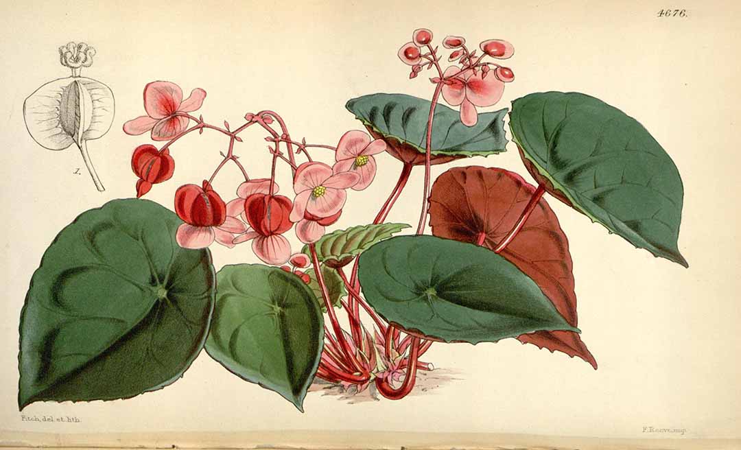 B. hernandiifolia